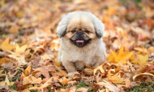 トリアレーザーでのシミ治療の体験談はどうだった？